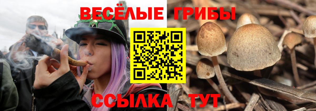 Галлюциногенные грибы Psilocybine cubensis Муравленко